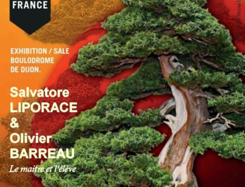 Exposition de bonsaï  Dijon bonsai show 2025