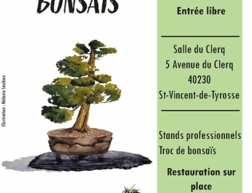Exposition de bonsaï landes  2025