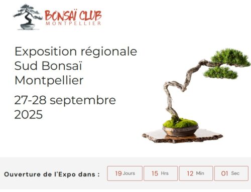 Exposition de bonsaï Montpellier 2025